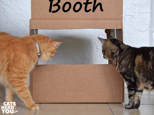 orange tabby cat and brown tabby cat look at kissing booth