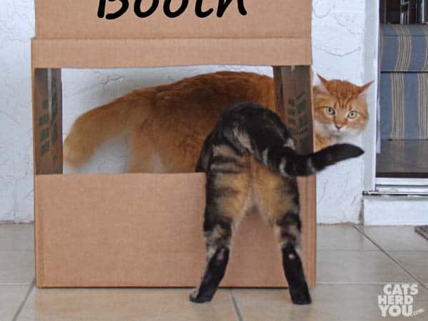 brown tabby cat and orange tabby cat explore kissing booth