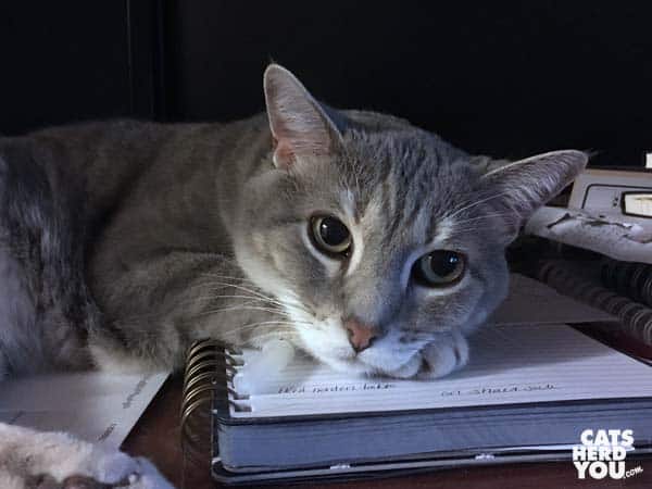 gray tabby cat rests head on notebook