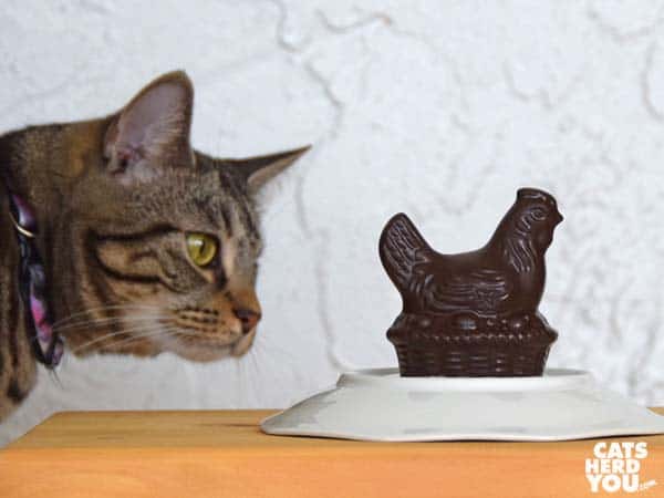 one-eyed brown tabby cat and chocolate chicken