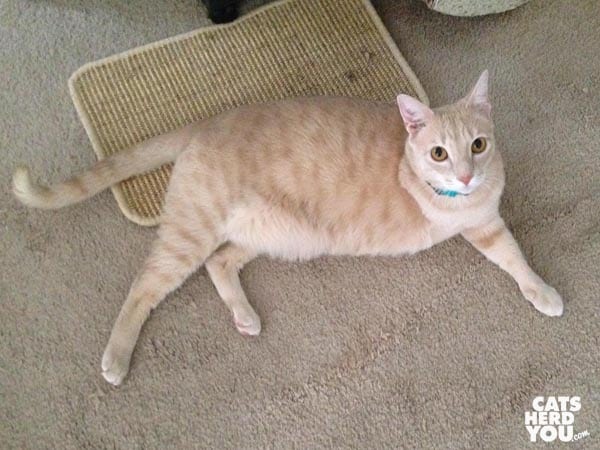 three-legged, buff-colored catprawls on the floor