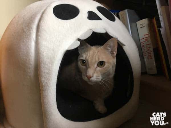 buff tabby cat in ghost bed