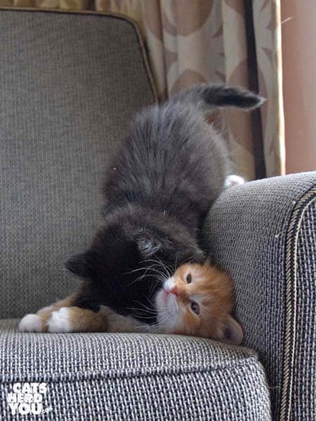 tuxedo kitten bites orange tabby kitten
