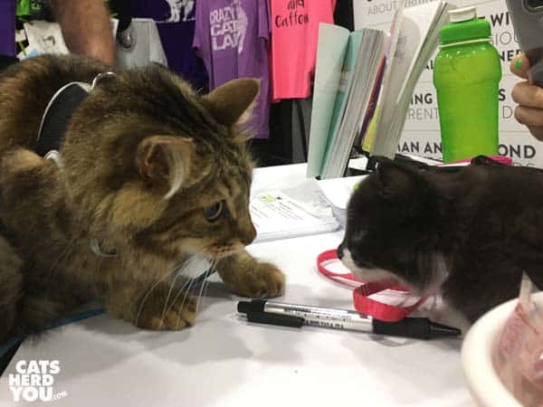 Castor from Kitty Cat Chronicles meets Armani