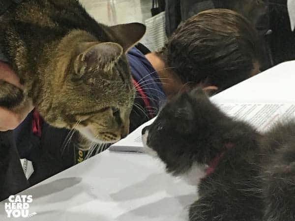 Armani from Random Felines meets Dexter from Playful KItty