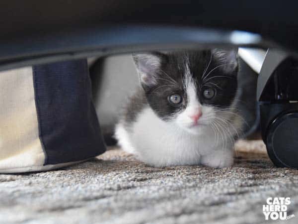 Dior, black and white kitten