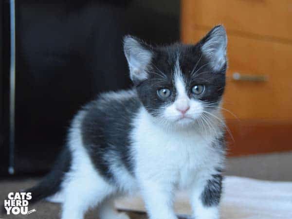Dior from Random Felines