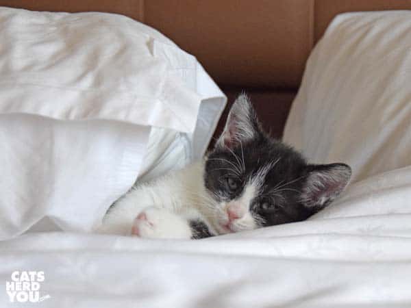 black and white kitten sleeps between pillows