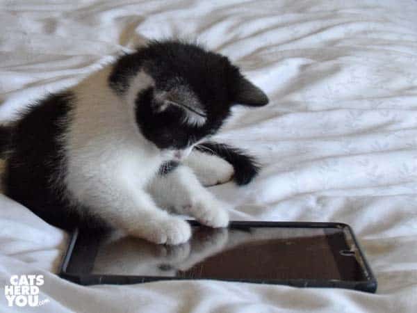 black and whilte kitten with ipad