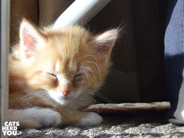 orange tabby kitten sunbathing