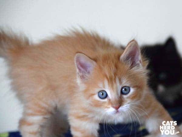 Gucci from Random Felines photobombs his brother