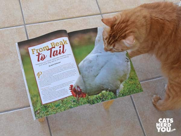 orange tabby cat reads chicken magazine