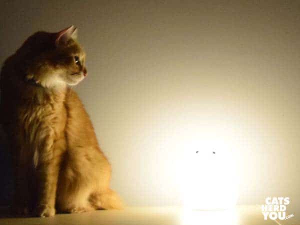 orange tabby cat sits next to glowing cat-shaped object