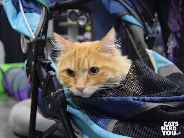 Samson, cat model and therapy cat