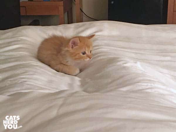 orange tabby kitten crouches on bed