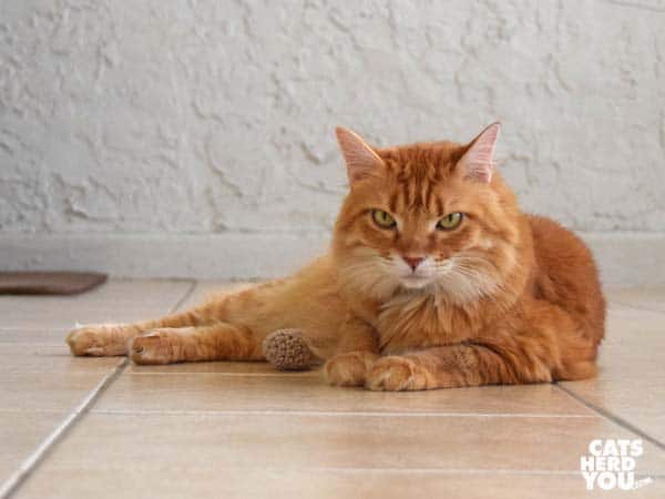 orange tabby cat hides knit chicken leg boy near his belly