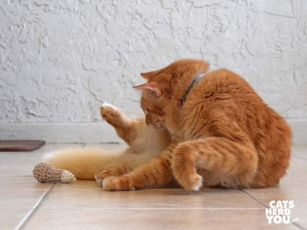 orange tabby cat sees knit chicken leg toy