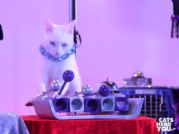 cat playing xylophone at Acro-Cats Orlando show