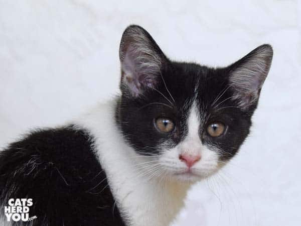 black and white tabby kitten looks over shoulder
