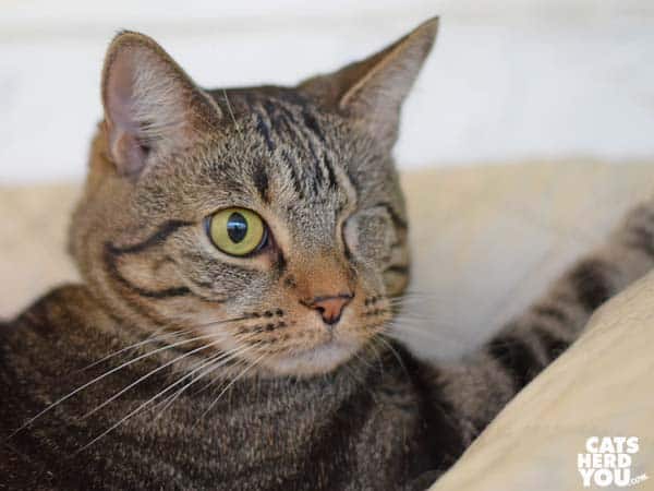 one-eyed brown tabby cat