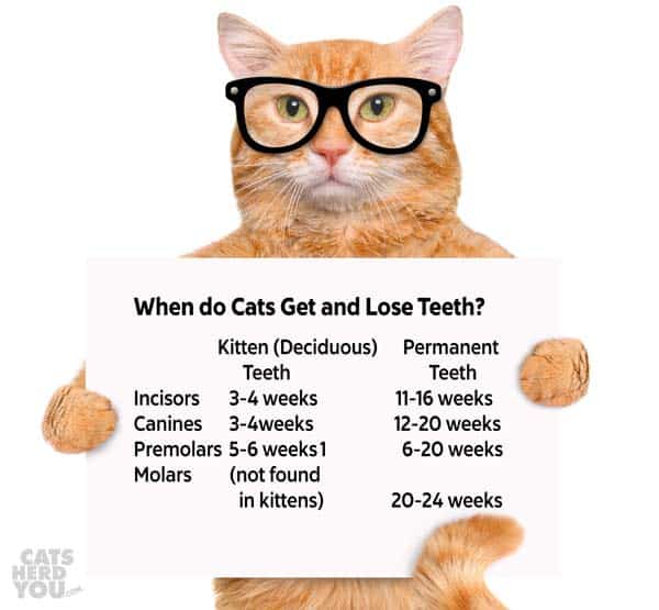 cat teeth schedule held by orange tabby cat