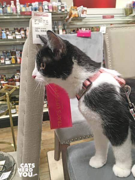 black and white tuxedo kitten sits on chair in store