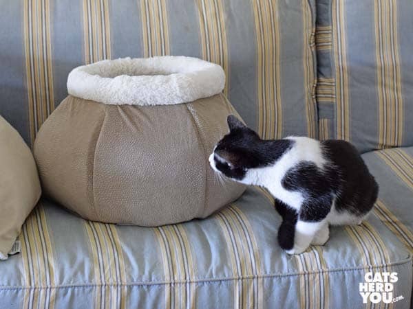 black and white tuxedo cat looks at round cat bed