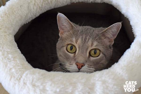 gray tabby cat looks up out of round cat bed