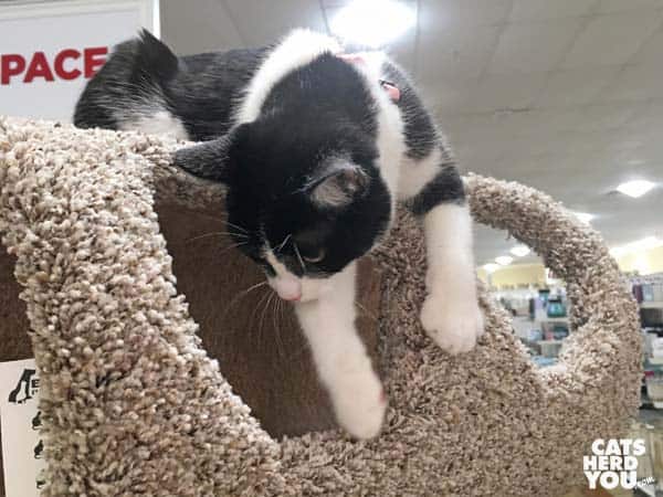 black and white tuxedo cat climbs on cat tree in retail store