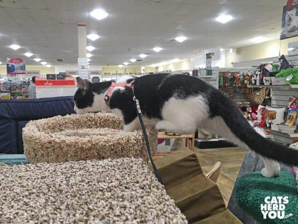 black and white tuxedo cat climbs on cat tree in retail store