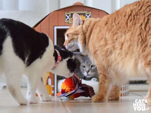 black and white tuxedo cat looks at turkey honeycomb centerpiece while orange and gray tabby cats look on