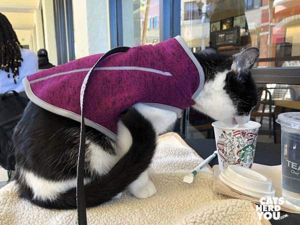 black and white tuxedo cat in jacket eating from starbucks cup