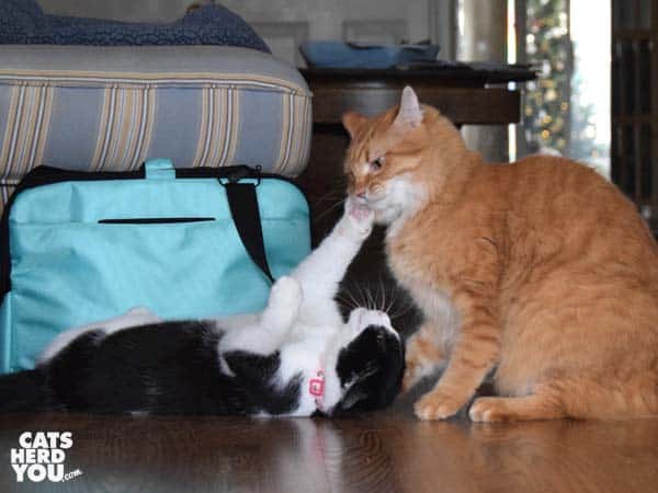 black and white tuxedo cat spars with orange tabby cat