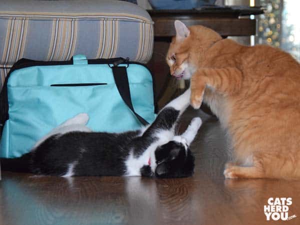 black and white tuxedo cat spars with orange tabby cat