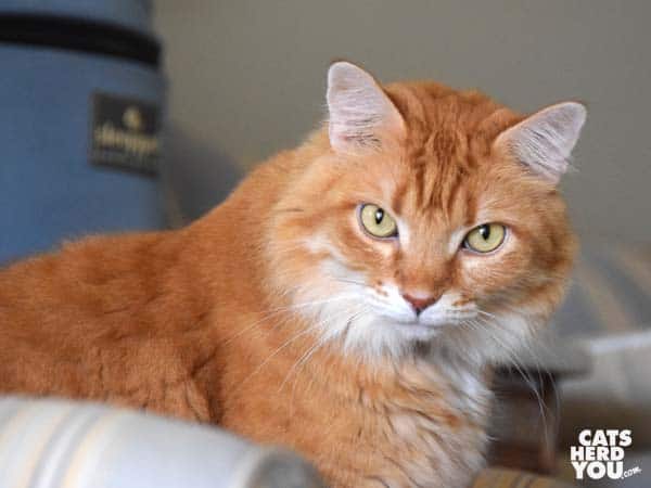 orange tabby cat
