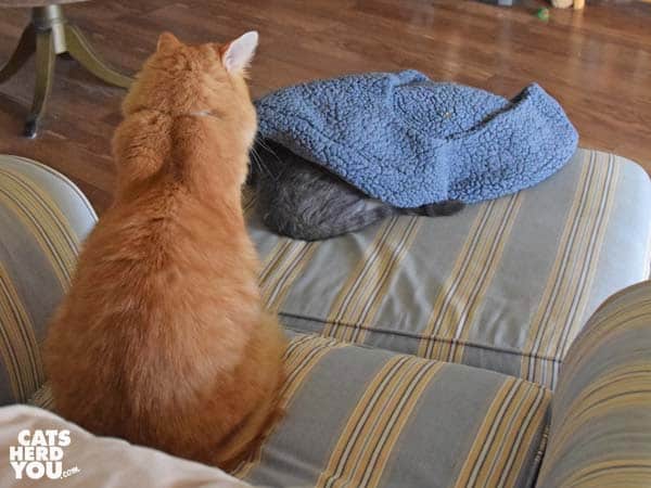 orange tabby cat looks at gray tabby cat's rear end