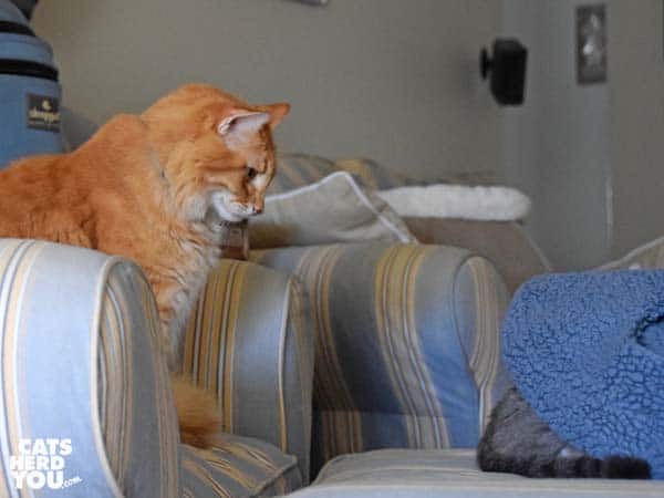 orange tabby cat looks at gray tabby cat's rear end