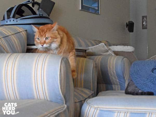 orange tabby cat exits