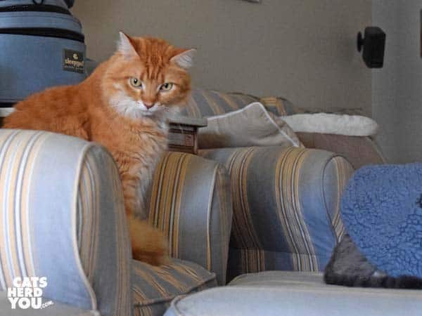 orange tabby cat looks at gray tabby cat's rear end