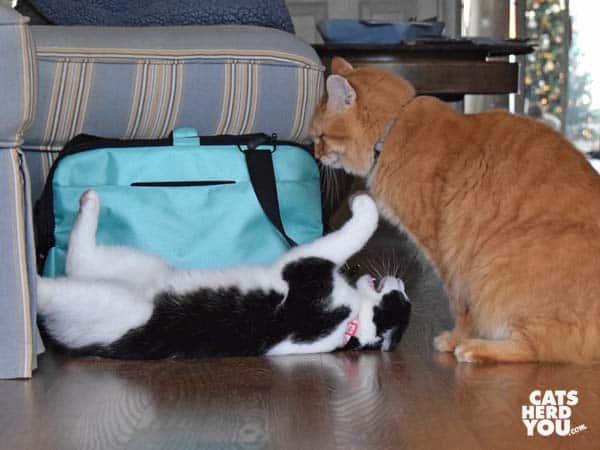 black and white tuxedo cat spars with orange tabby cat