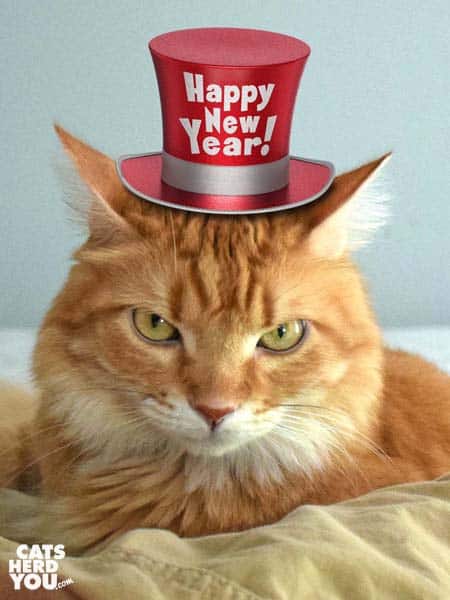 New Year's Resolutions - Cats Herd You