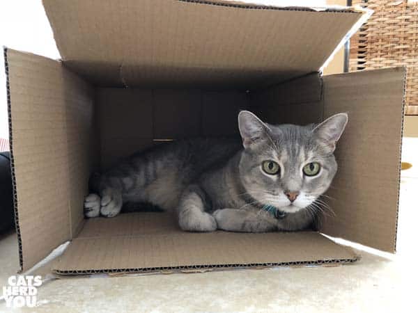 gray tabby cat in cardboard box