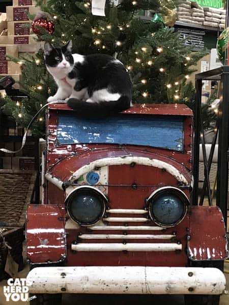 black and white tuxedo cat sits on red truck in front of Christmas tree