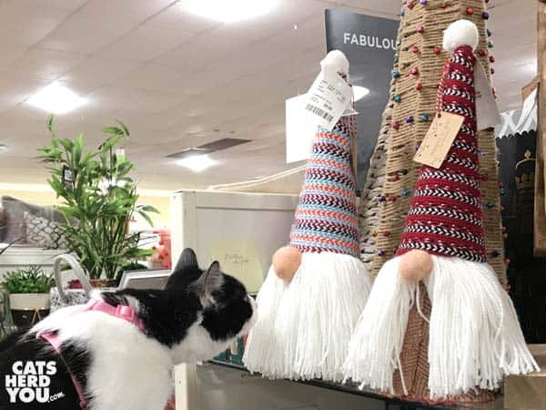 black and white tuxedo cat looks at strange santas