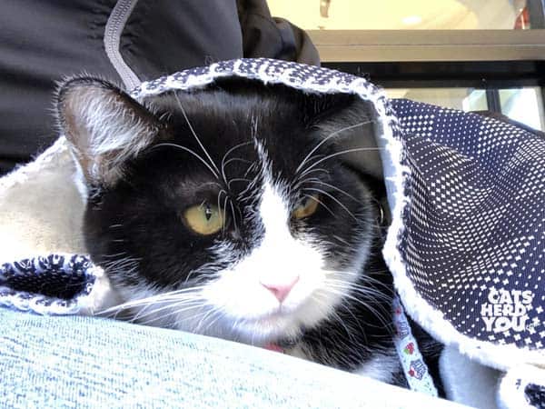 black and white tuxedo cat under blanket