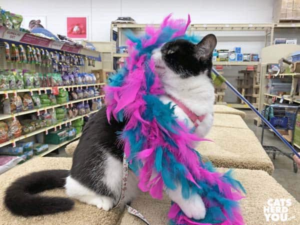 black and white tuxedo catplays with blue and pink feather toy