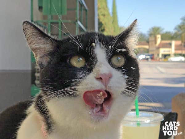 black and white tuxedo cat licks whipped cream from face