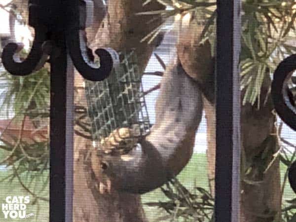 acrobatic squirrel eats upside-down