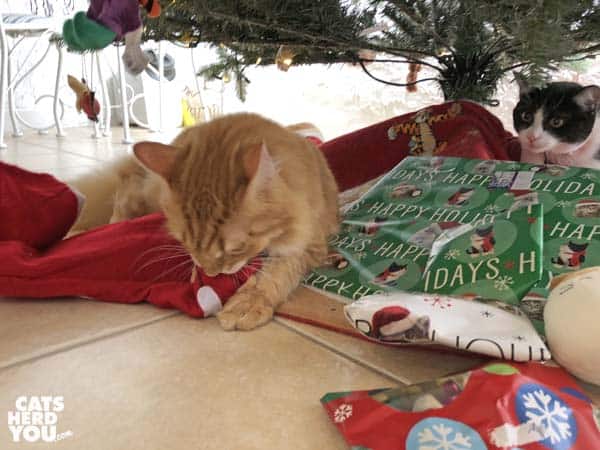 orange tabby cat attacks Christmas stocking
