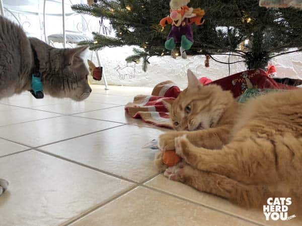 orange tabby cat plays with toys and gray tabby cat looks on